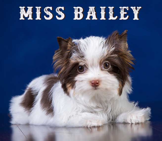 Chocolate Biewer Puppy Miss Bailey