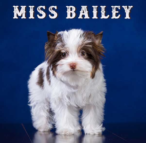 Chocolate Biewer Puppy Miss Bailey