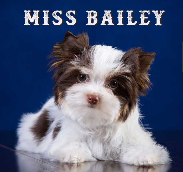 Chocolate Biewer Puppy Miss Bailey