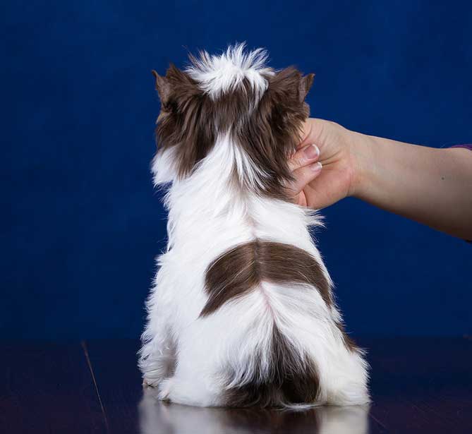 Chocolate Biewer Puppy Miss Bailey