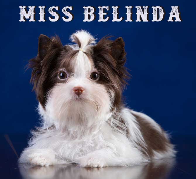 Chocolate Biewer Puppy Miss Belinda