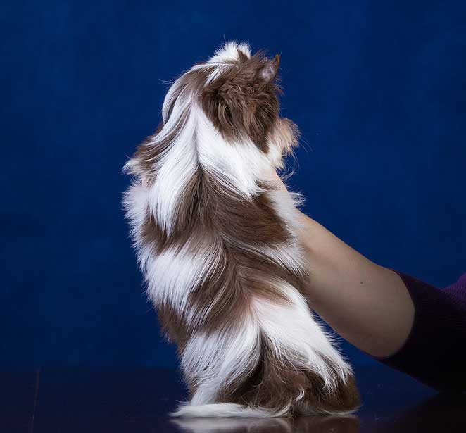 Chocolate Biewer Puppy Miss Belinda