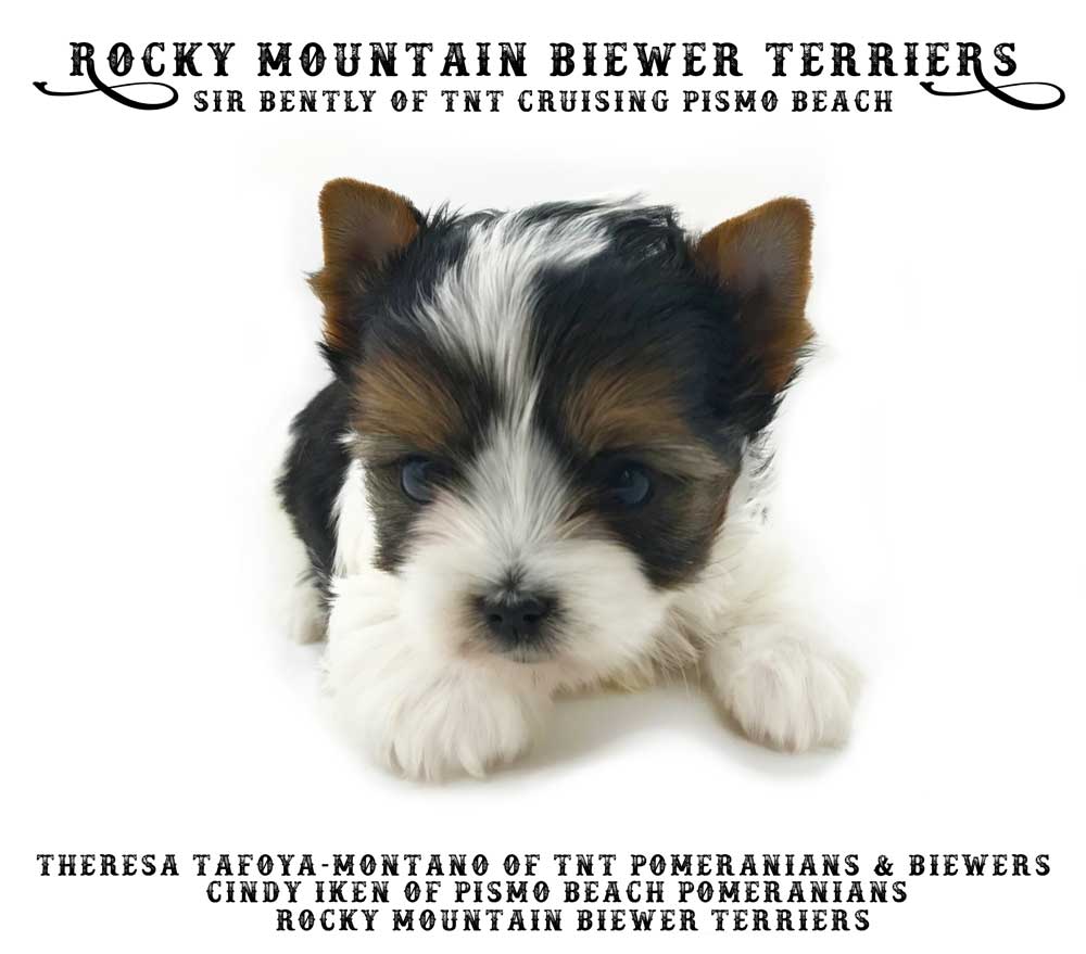 Rocky Mountain's Sir Bently of TNT cruising Pismo Beach