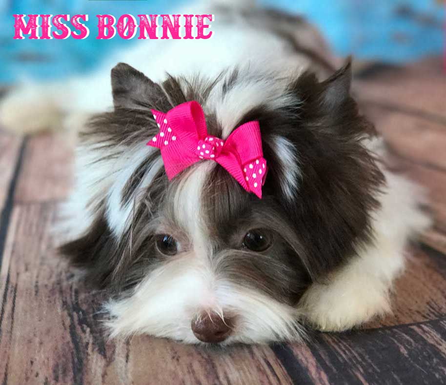 Miss Bonnie Chocolate Biewer Yorkie Girl
