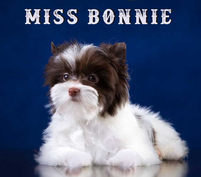 Chocolate Biewer Puppy Miss Bonnie