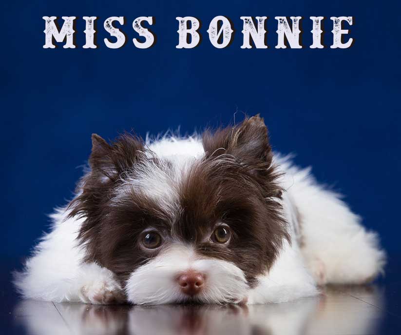 Chocolate Biewer Puppy Miss Bailey