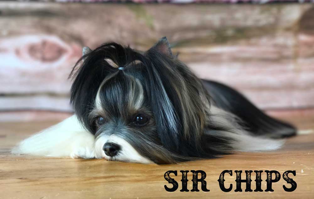 Biewer Puppy Sir Chips