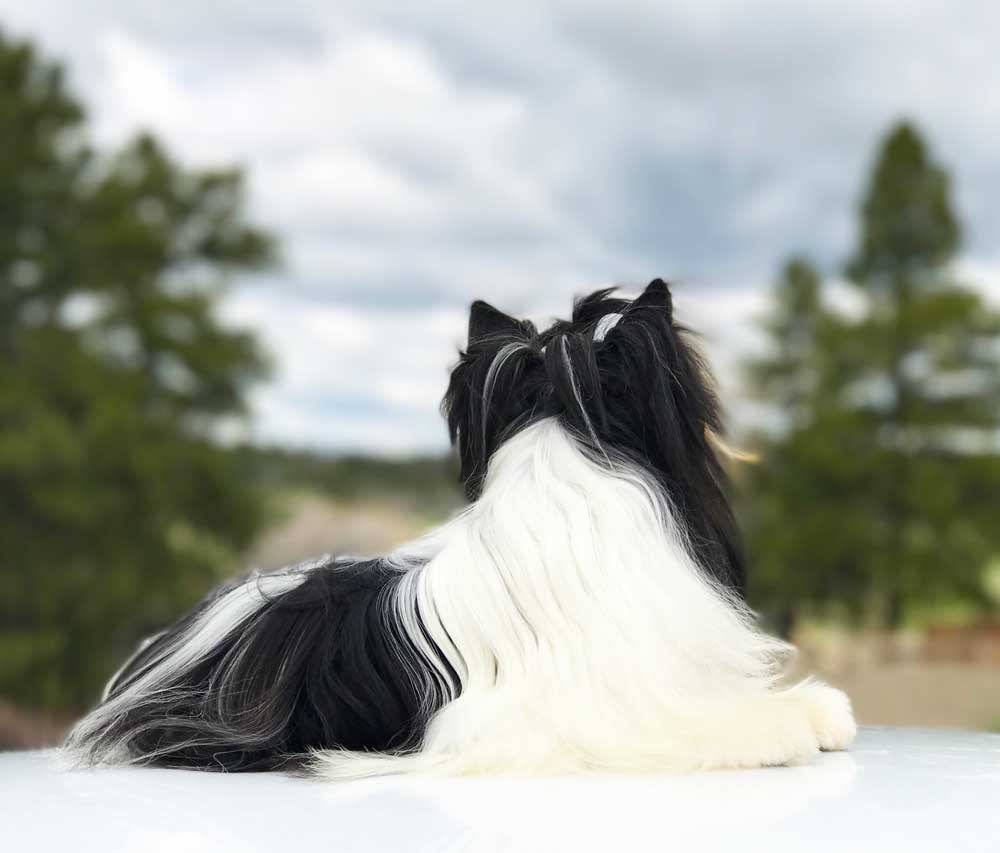 Biewer Puppy Sir Chips