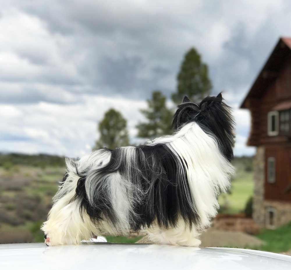 Biewer Puppy Sir Chips