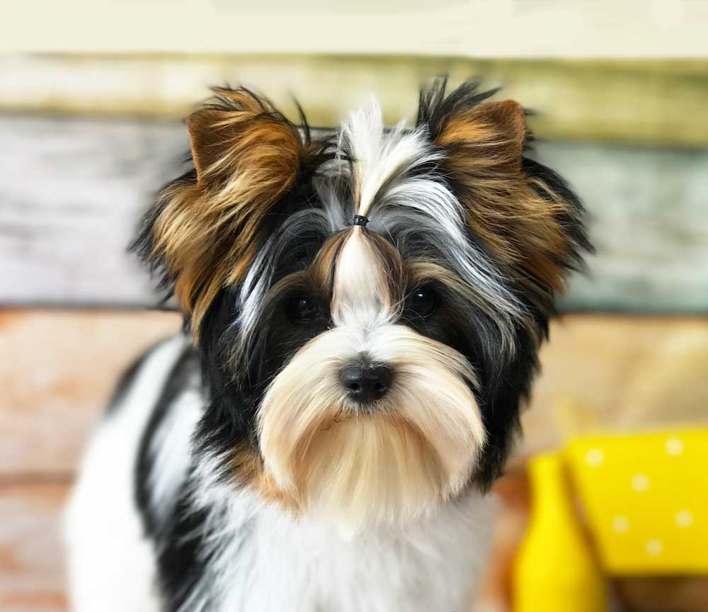 SIR COMET CLUB LEO BINARY