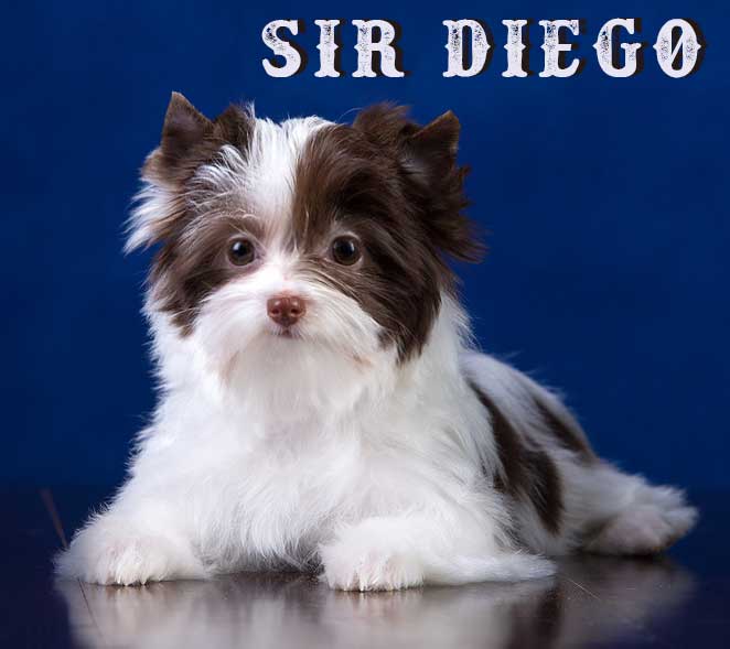 Available Chocolate Biewer Puppy Sir Diego