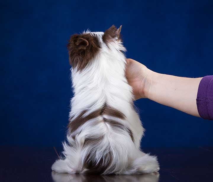 Available Chocolate Biewer Puppy Sir Diego