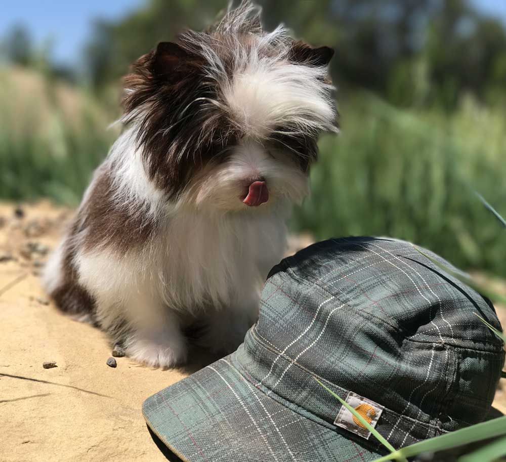 Available Chocolate Biewer Puppy Sir Drake