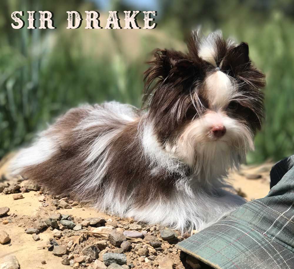 Available Chocolate Biewer Puppy Sir Drake