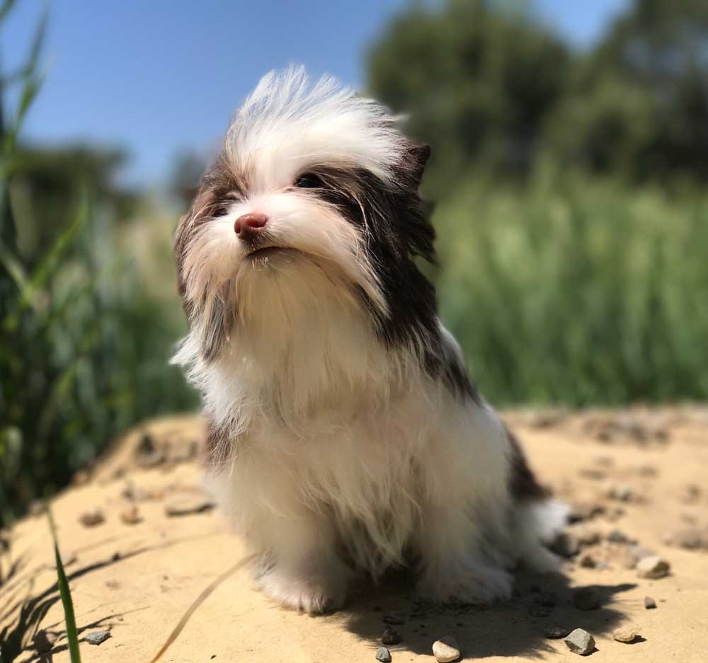 Available Chocolate Biewer Puppy Sir Drake