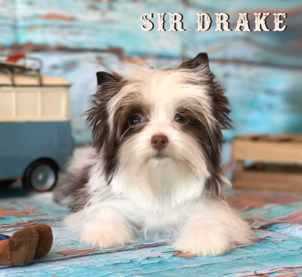 Available Chocolate Biewer Puppy Sir Drake