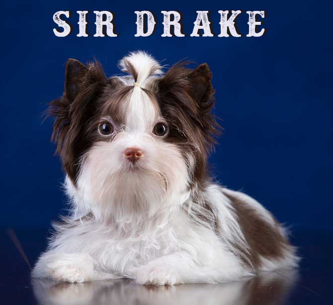 Available Chocolate Biewer Puppy Sir Drake