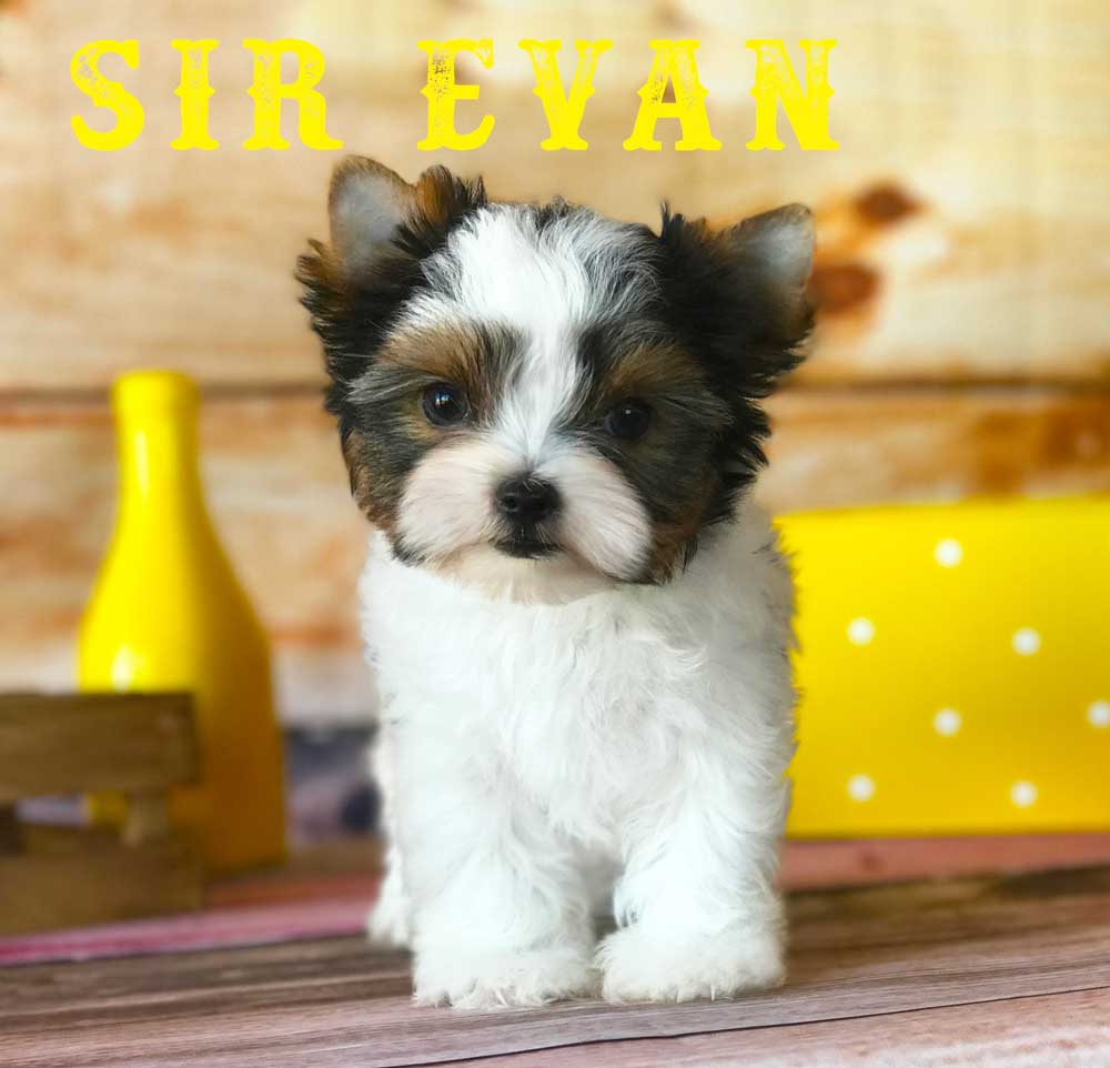 Available Biewer Puppy Sir Evan