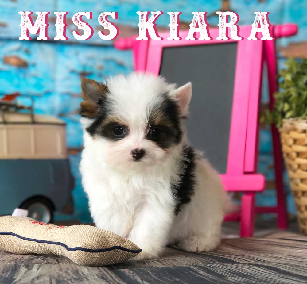 available Biewer Puppy Miss Kiara
