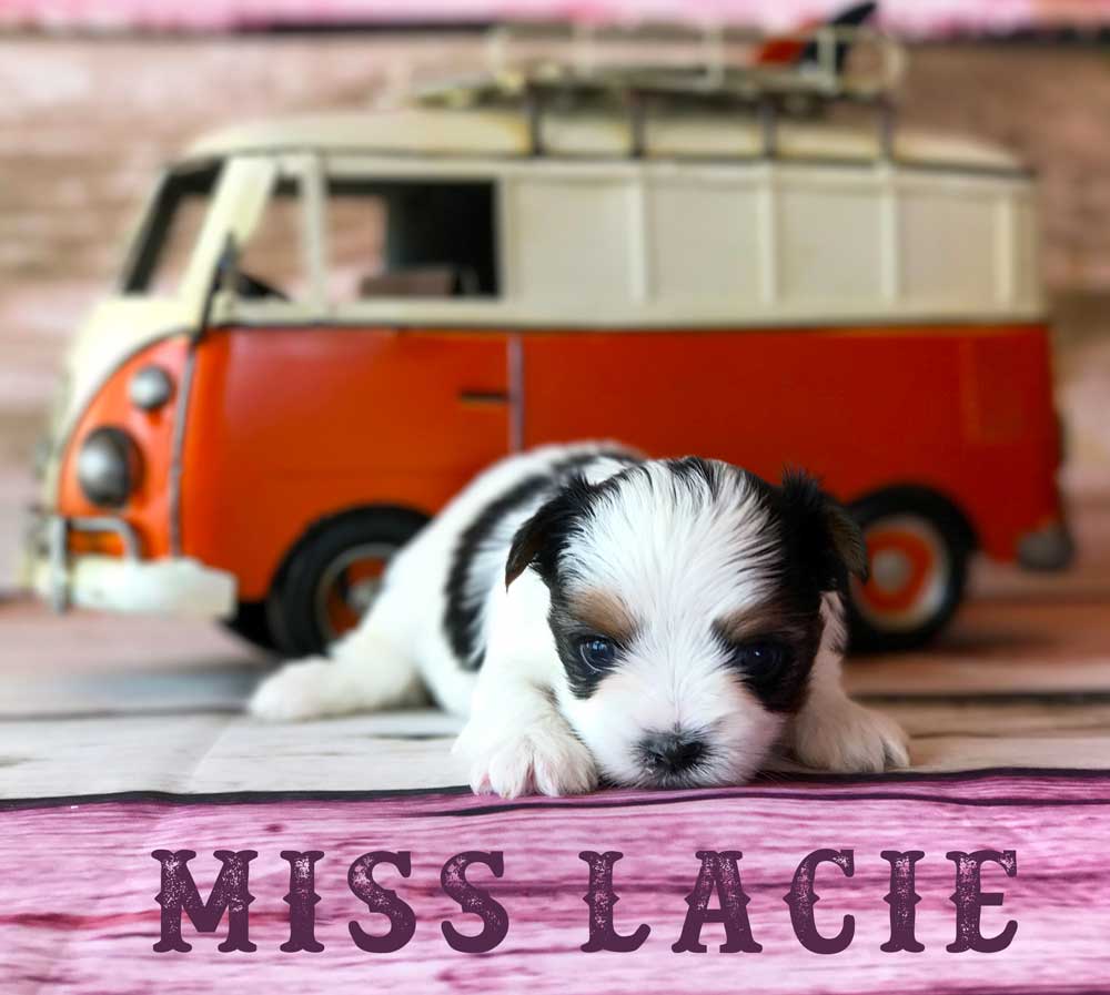Available Biewer Puppy Miss Lacie