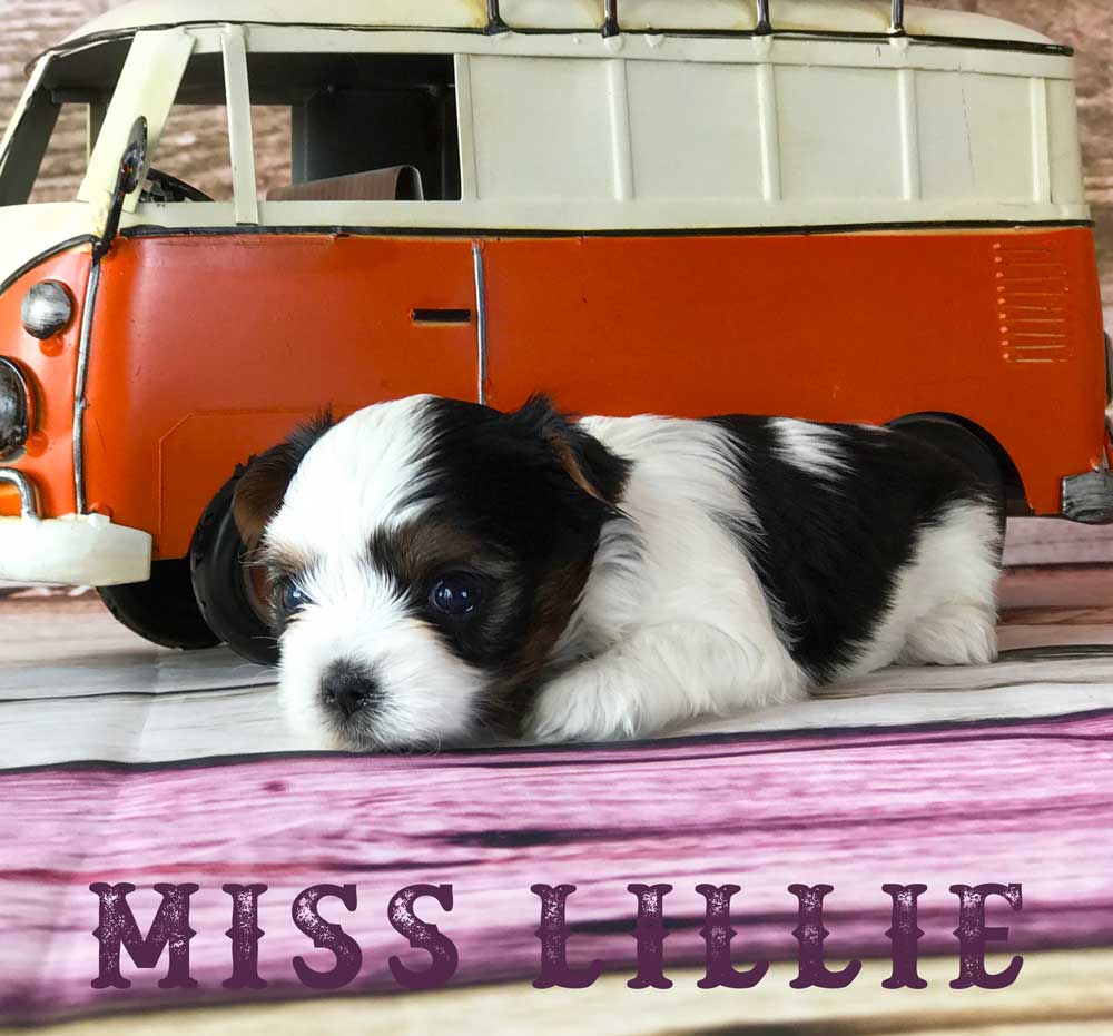 Available Biewer Puppy Miss Lillie