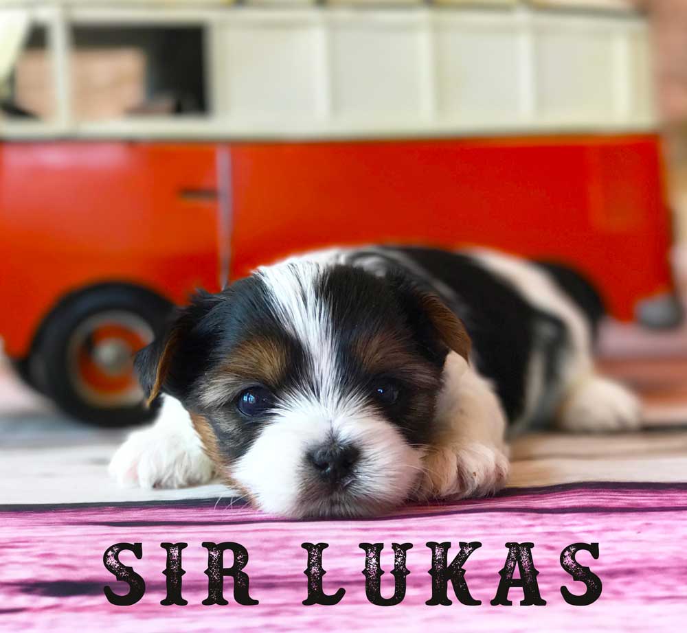 Available Biewer Puppy Sir Lukas