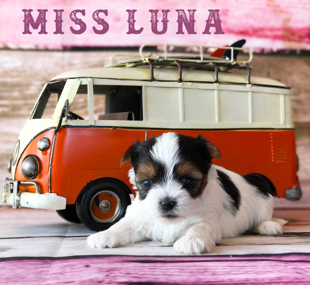 Available Biewer Puppy Miss Luna