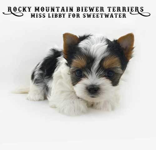 Rocky Mountain's Miss Libby for Sweetwater