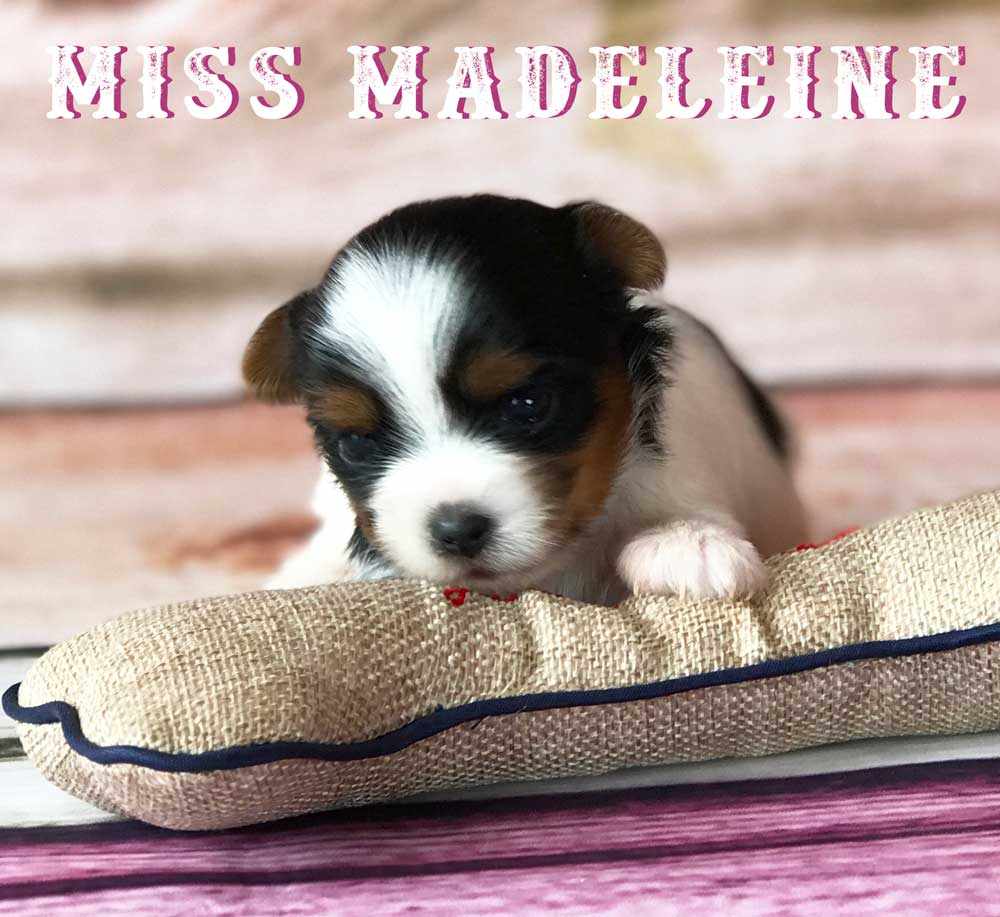Available Biewer Puppy Miss Madeleine