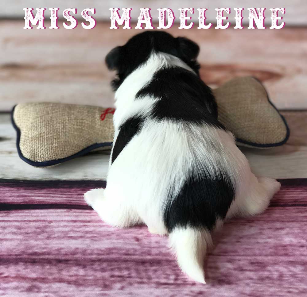 Available Biewer Puppy Sir Matthew