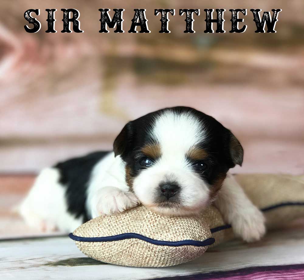 Available Biewer Puppy Sir Matthew
