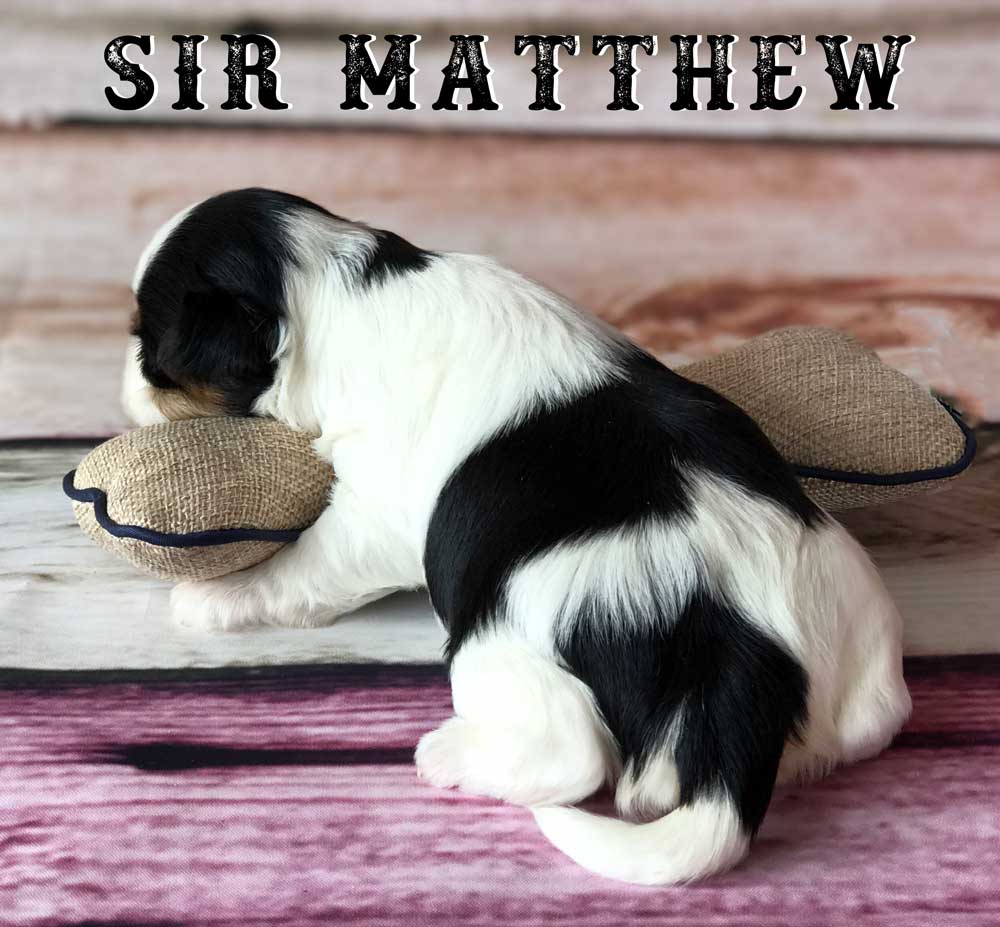 Available Biewer Puppy Sir Matthew