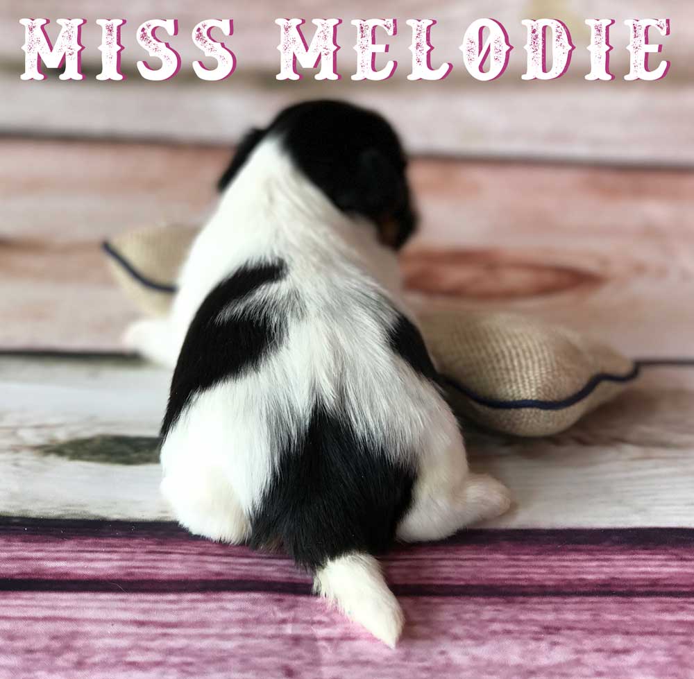 Available Biewer Puppy Miss Melodie