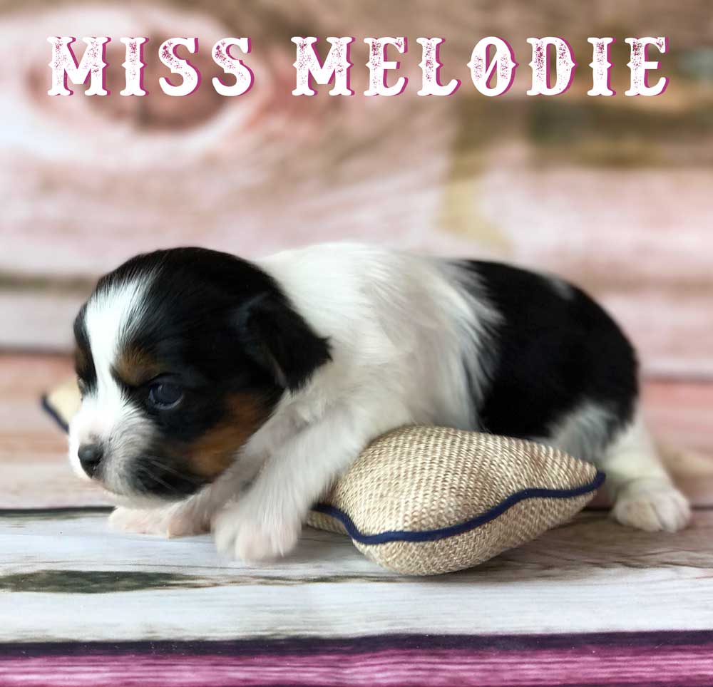Available Biewer Puppy Miss Melodie