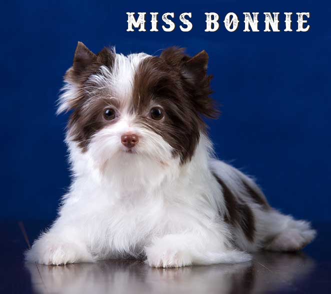 Chocolate Biewer Puppy Miss Bonnie