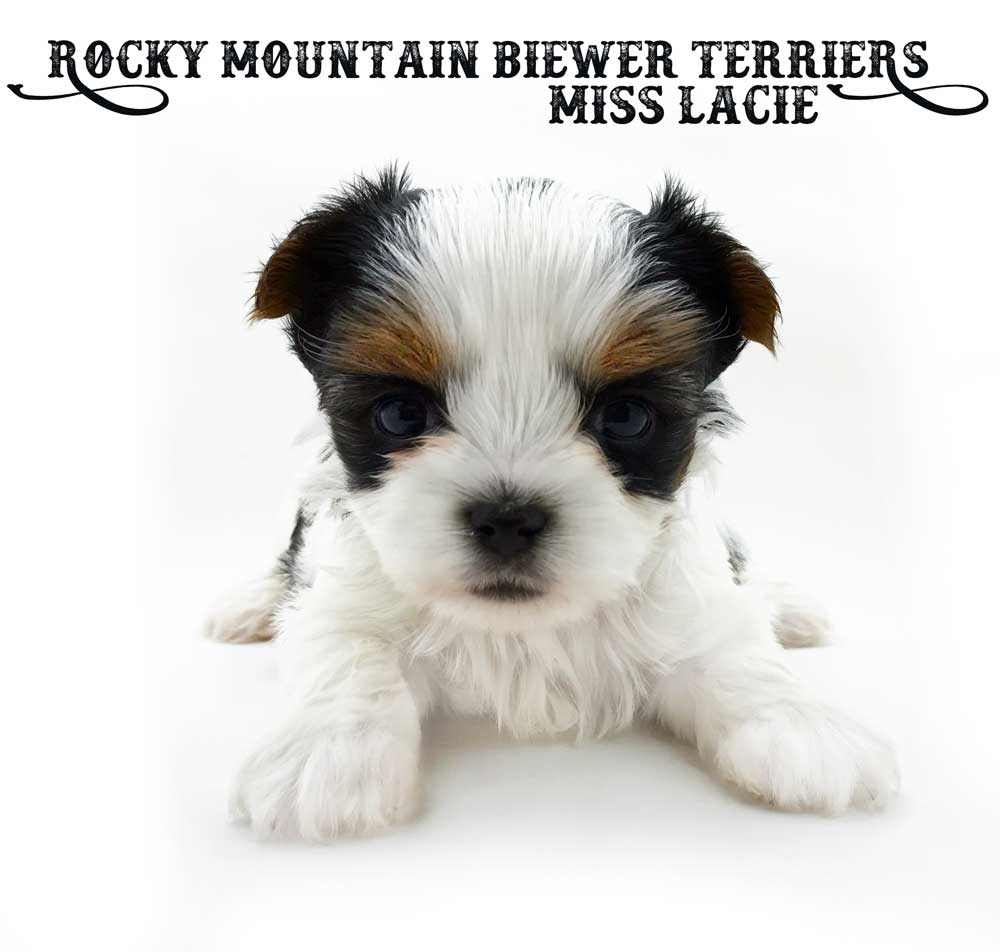 Rocky Mountain's Miss Lacie