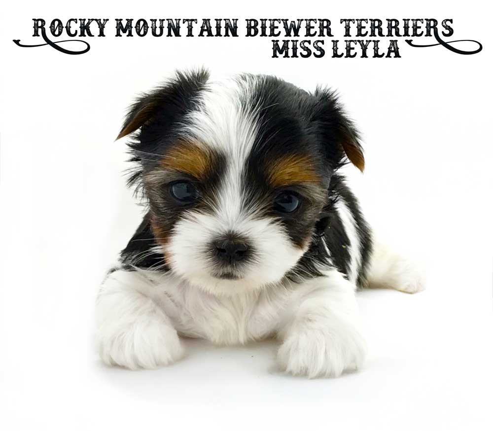 Rocky Mountain's Miss Leyla