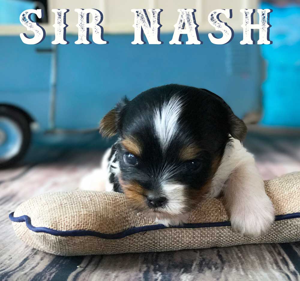 Available Biewer Puppy Sir Nash