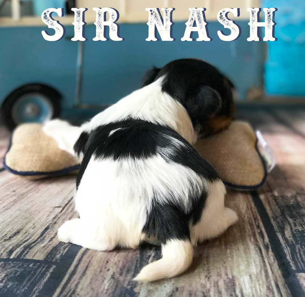 Available Biewer Puppy Sir Nash