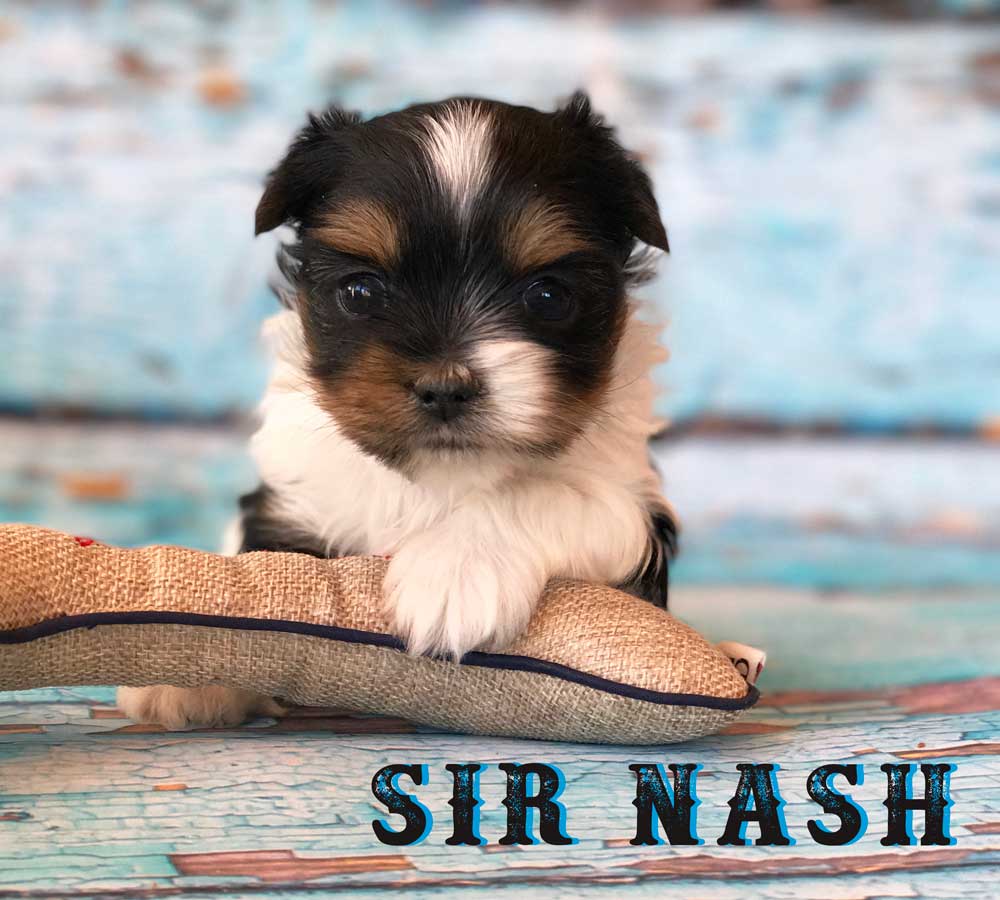 Available Biewer Puppy Sir Nash