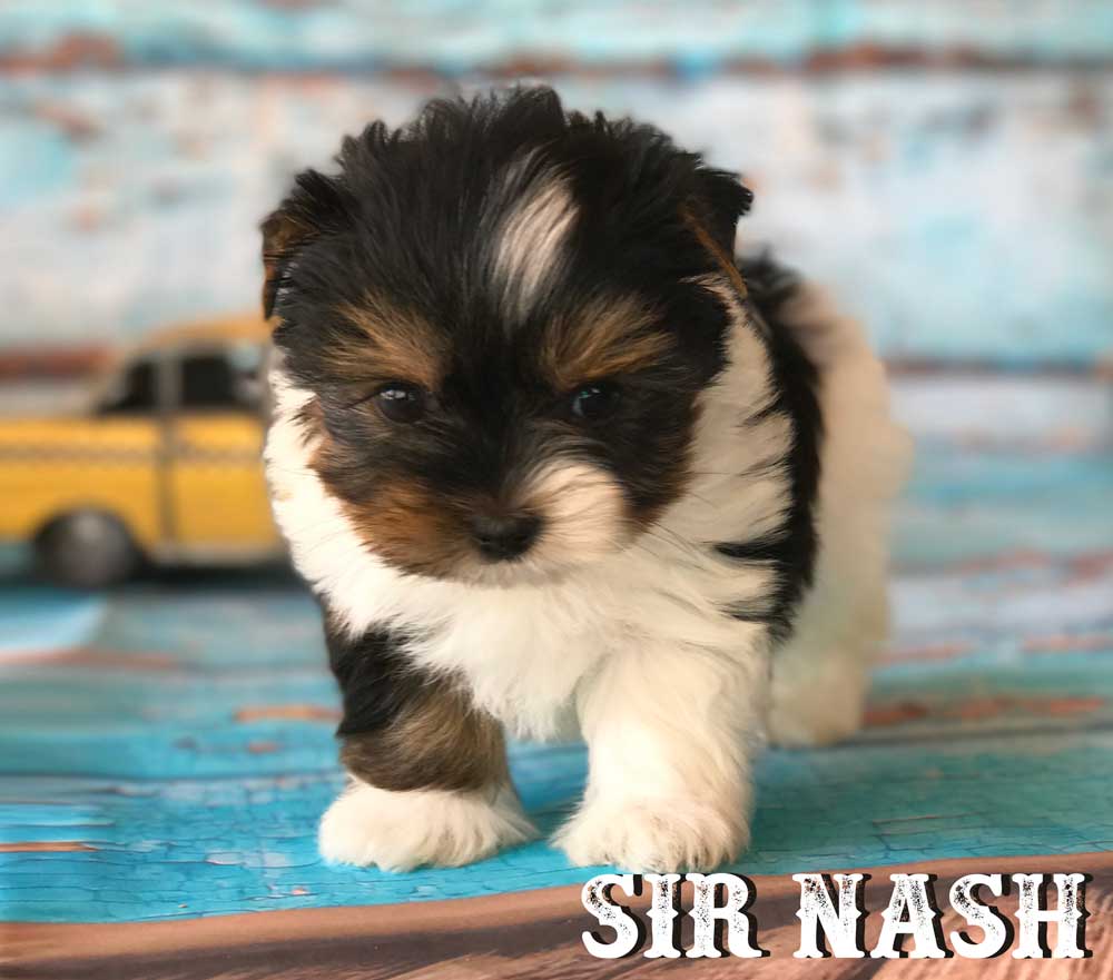 Available Biewer Puppy Sir Nash