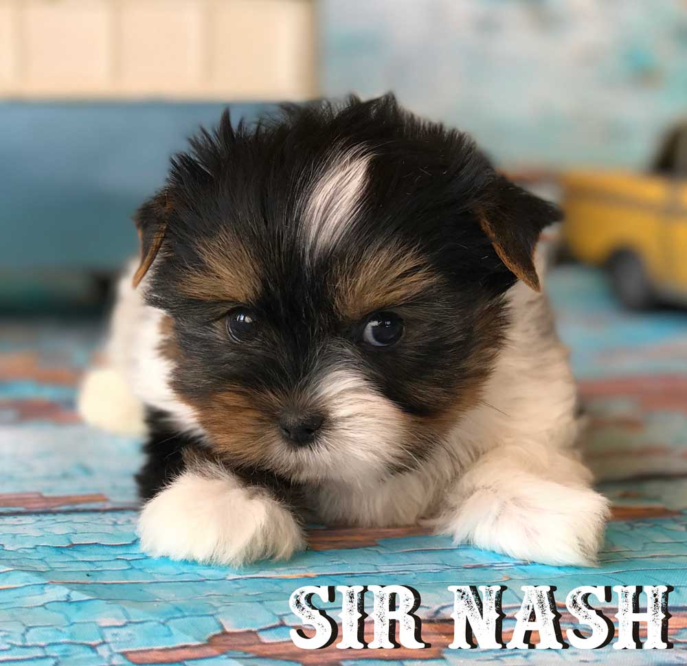 Available Biewer Puppy Sir Nash