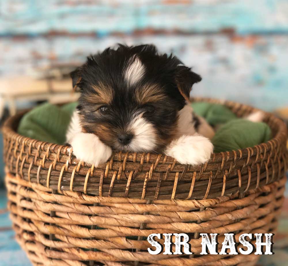 Available Biewer Puppy Sir Nash