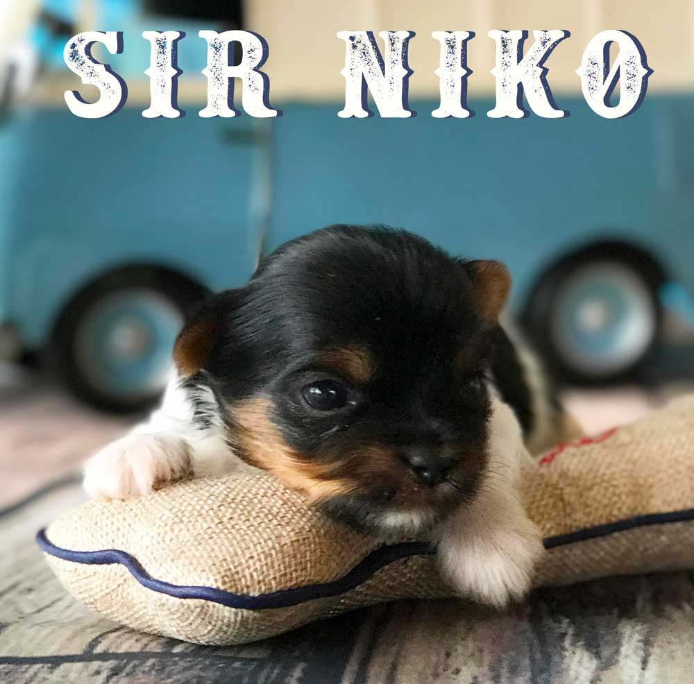 Available Biewer Puppy Sir Niko