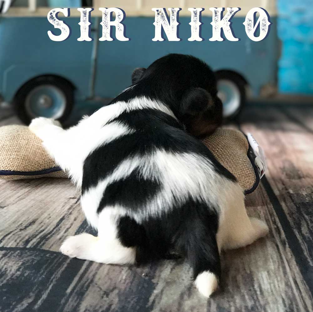 Available Biewer Puppy Sir Niko