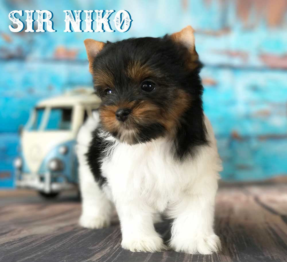Rocky Mountain's Sir Niko