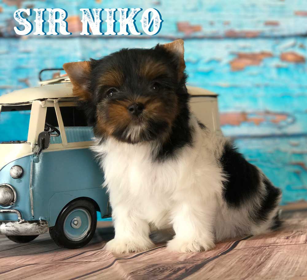 Rocky Mountain's Sir Niko