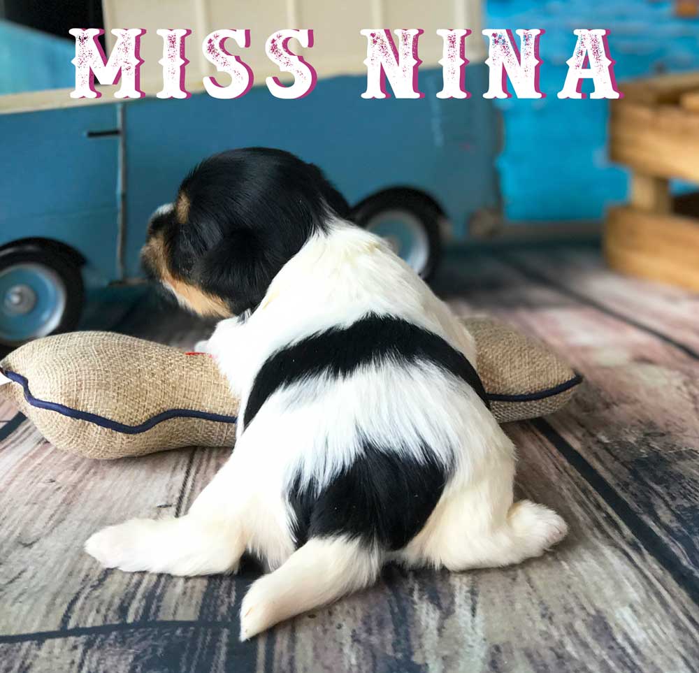 Available Biewer Puppy Miss Nina