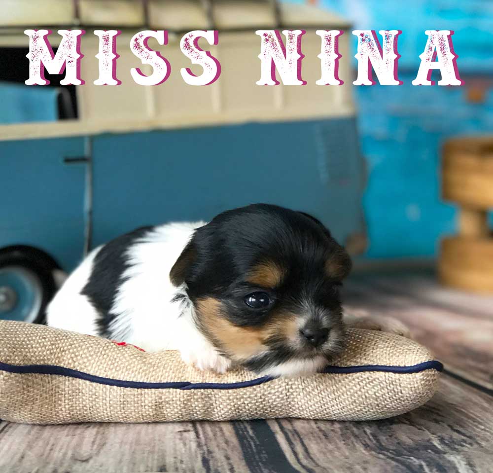 Available Biewer Puppy Miss Nina