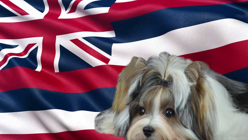 No Puppy to Hawaii